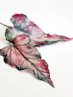 CALADIUM LEAF VEINER  ©