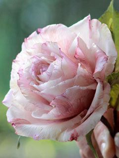 GIANT ROSE CALYX CUTTERS ©