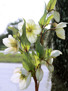 HELLEBORE PETAL VEINER SET LARGE