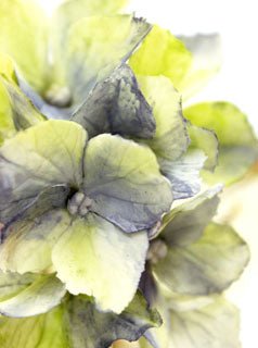 HYDRANGEA PETAL CUTTER ©