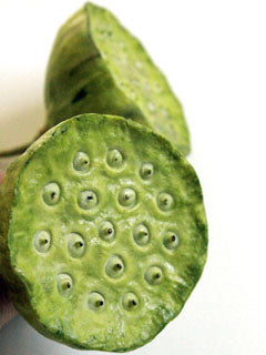 LOTUS SEED POD X LARGE